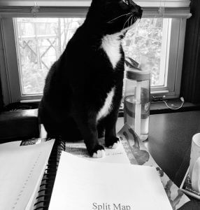 A B&W photo of a tuxedo cat sitting on papers